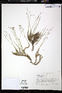 Sabulina caroliniana image