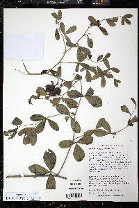 Baptisia alba var. macrophylla image