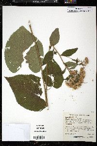 Aster schreberi image