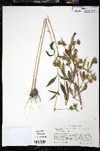 Bidens tripartita image