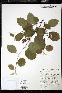 Amelanchier sanguinea image