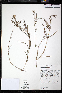 Lysimachia quadriflora image