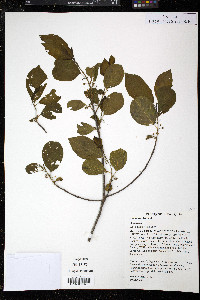 Frangula alnus image