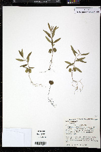 Punica granatum image