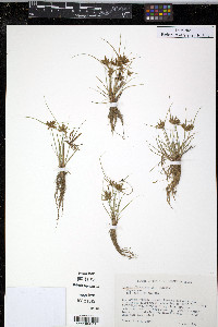 Cyperus flavescens image