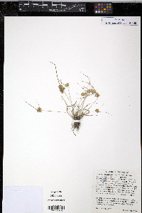 Cyperus acuminatus image