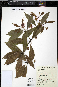 Media resource of Illicium henryi