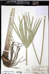 Cyperus involucratus image