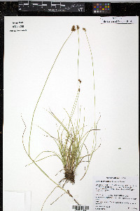 Carex pachystachya image