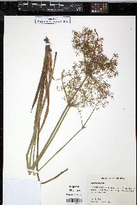 Cyperus haspan image