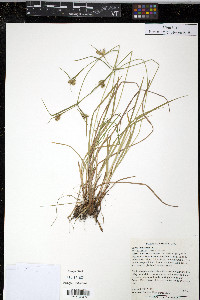 Carex pallescens image