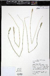 Carex conjuncta image