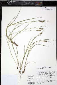 Carex bushii image