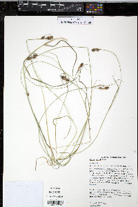 Carex bushii image