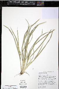 Carex abscondita image