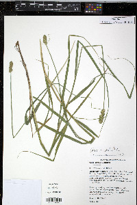Carex cristatella image