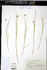 Carex bebbii image