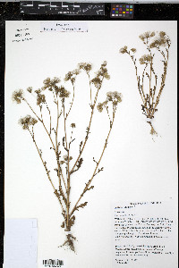 Senecio vulgaris image