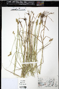 Carex alata image