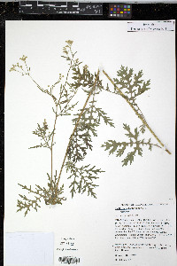 Parthenium hysterophorus image