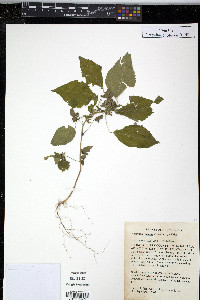 Acalypha deamii image