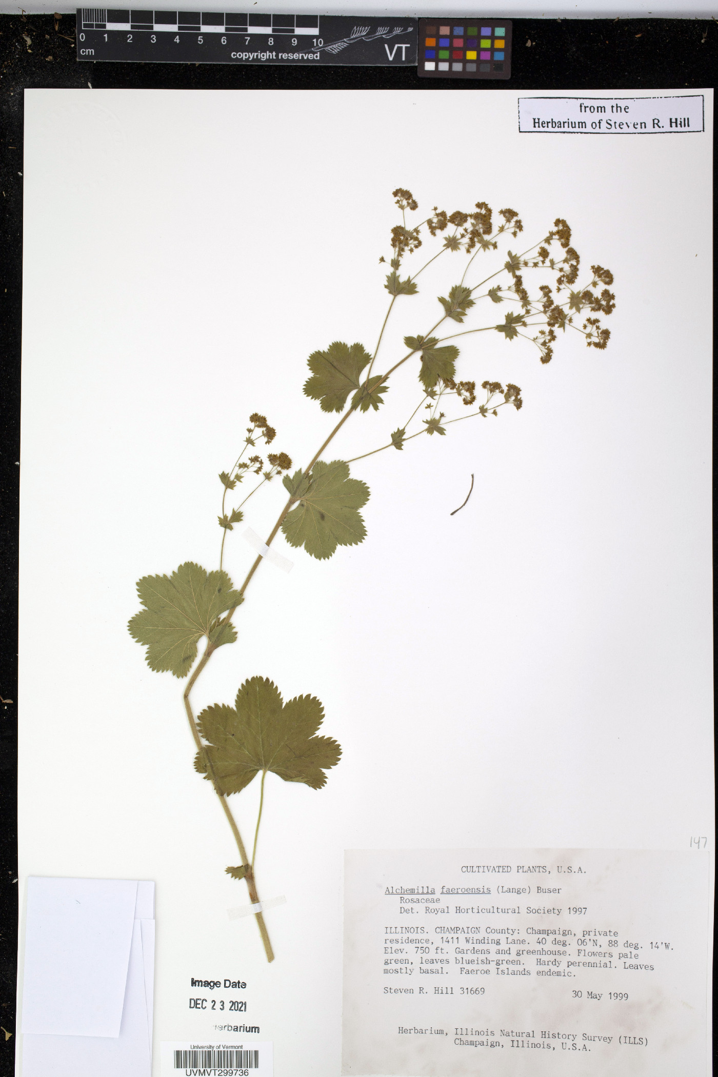 Alchemilla faeroensis image
