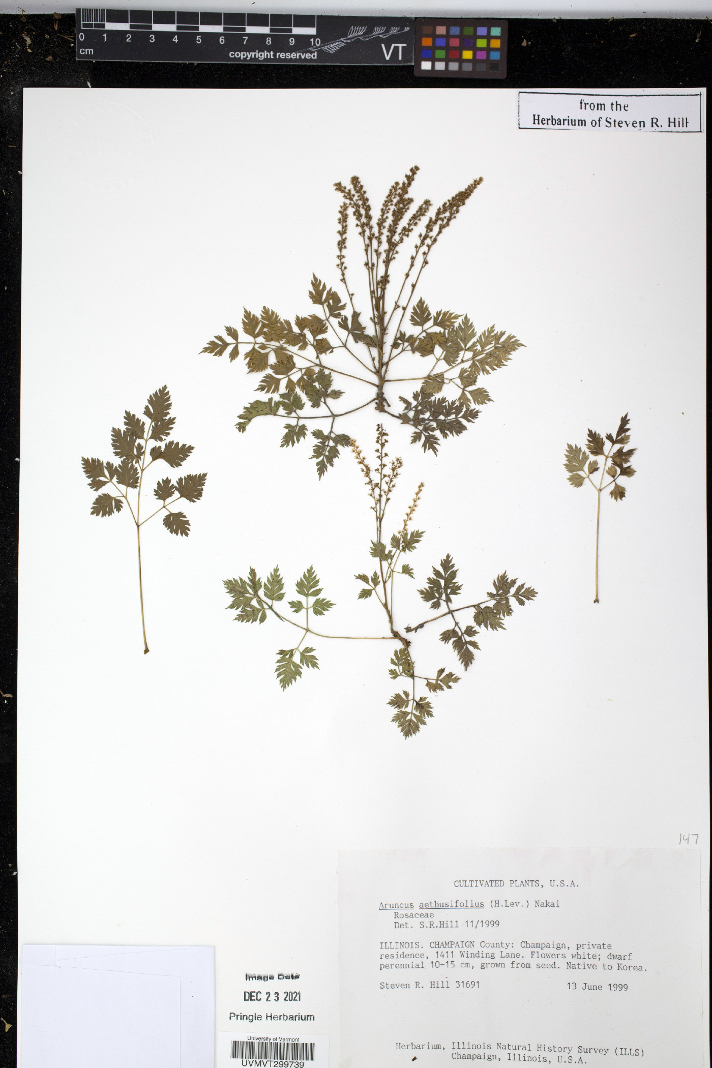 Aruncus dioicus var. aethusifolius image