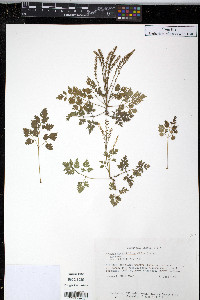 Aruncus dioicus var. aethusifolius image