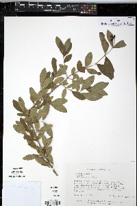 Ligustrum vulgare image