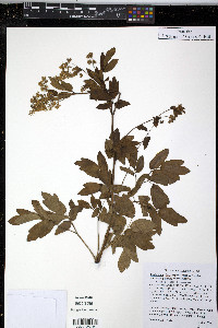 Thalictrum dasycarpum image