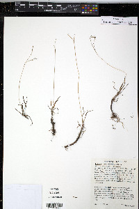 Talinum rugospermum image
