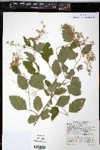 Holodiscus discolor image