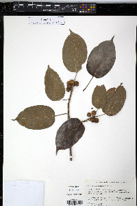 Ficus citrifolia image