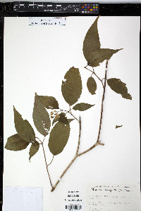 Miconia laevigata image