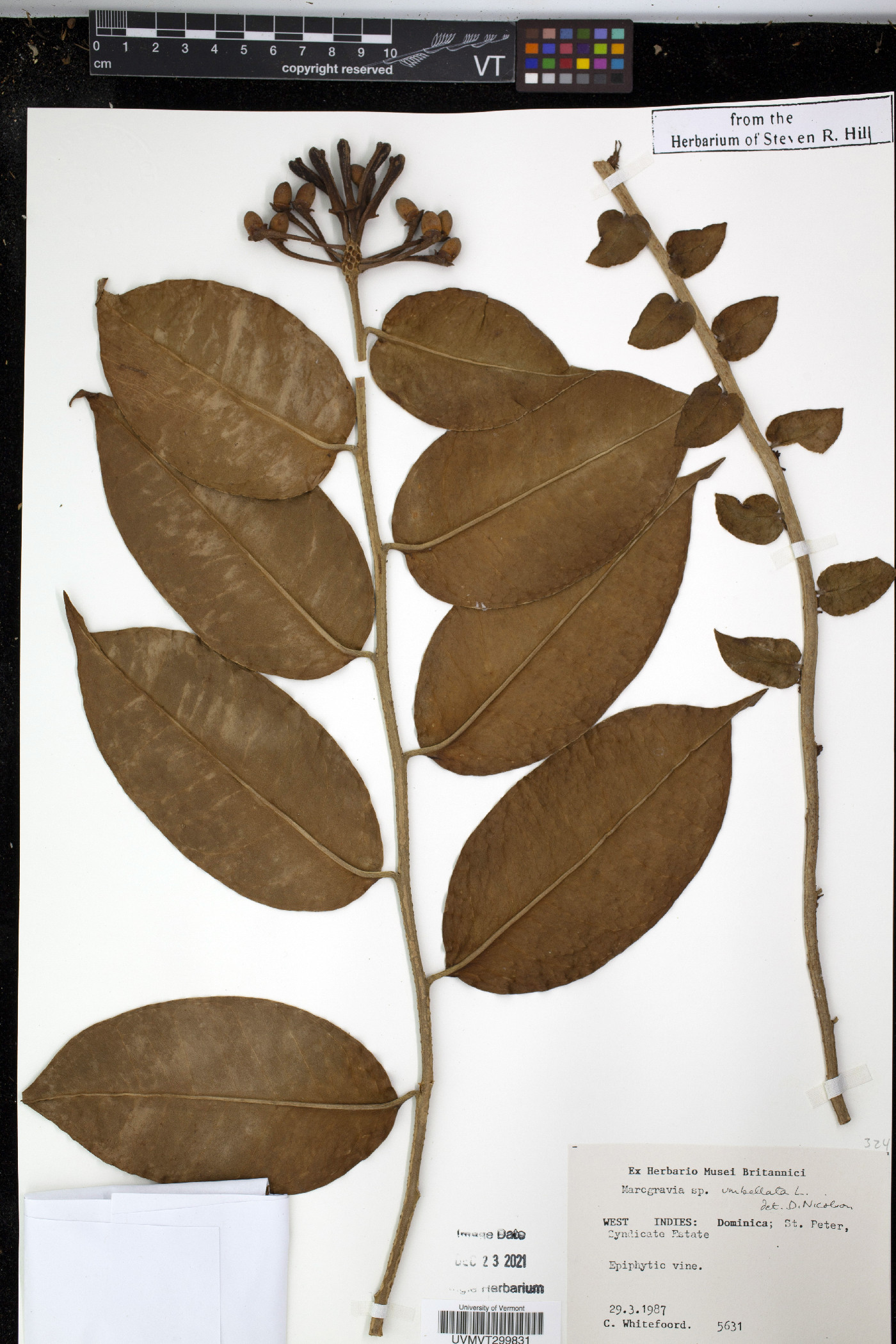 Marcgravia umbellata image