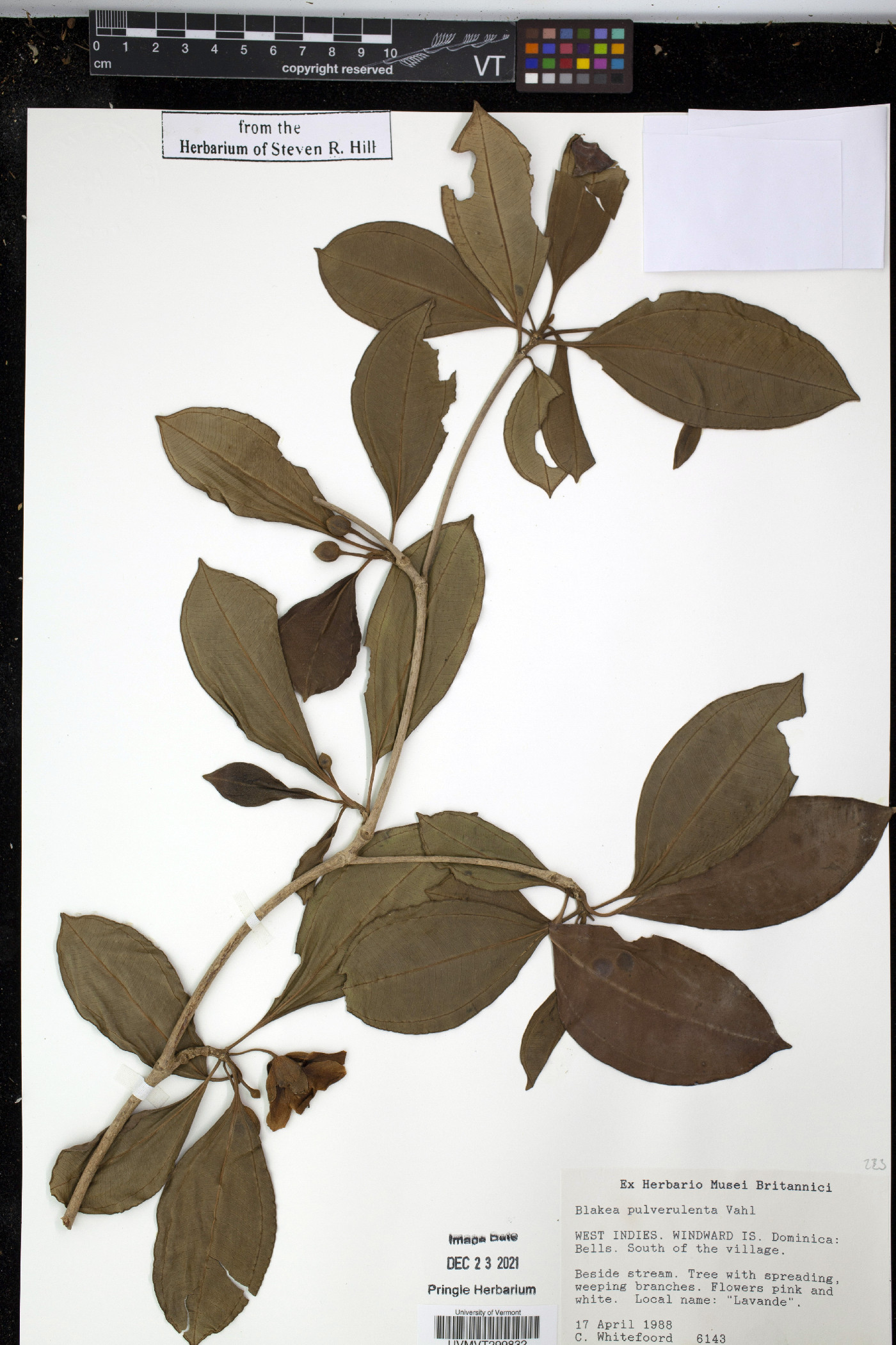 Blakea pulverulenta image