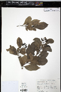 Guapira fragrans image