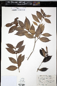 Eugenia albicans image