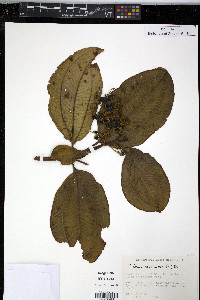 Miconia racemosa image