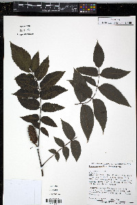 Platycarya strobilacea image