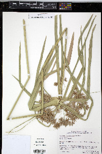 Cyperus involucratus image