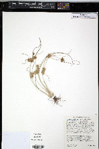 Cyperus acuminatus image