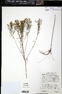 Euthamia tenuifolia image