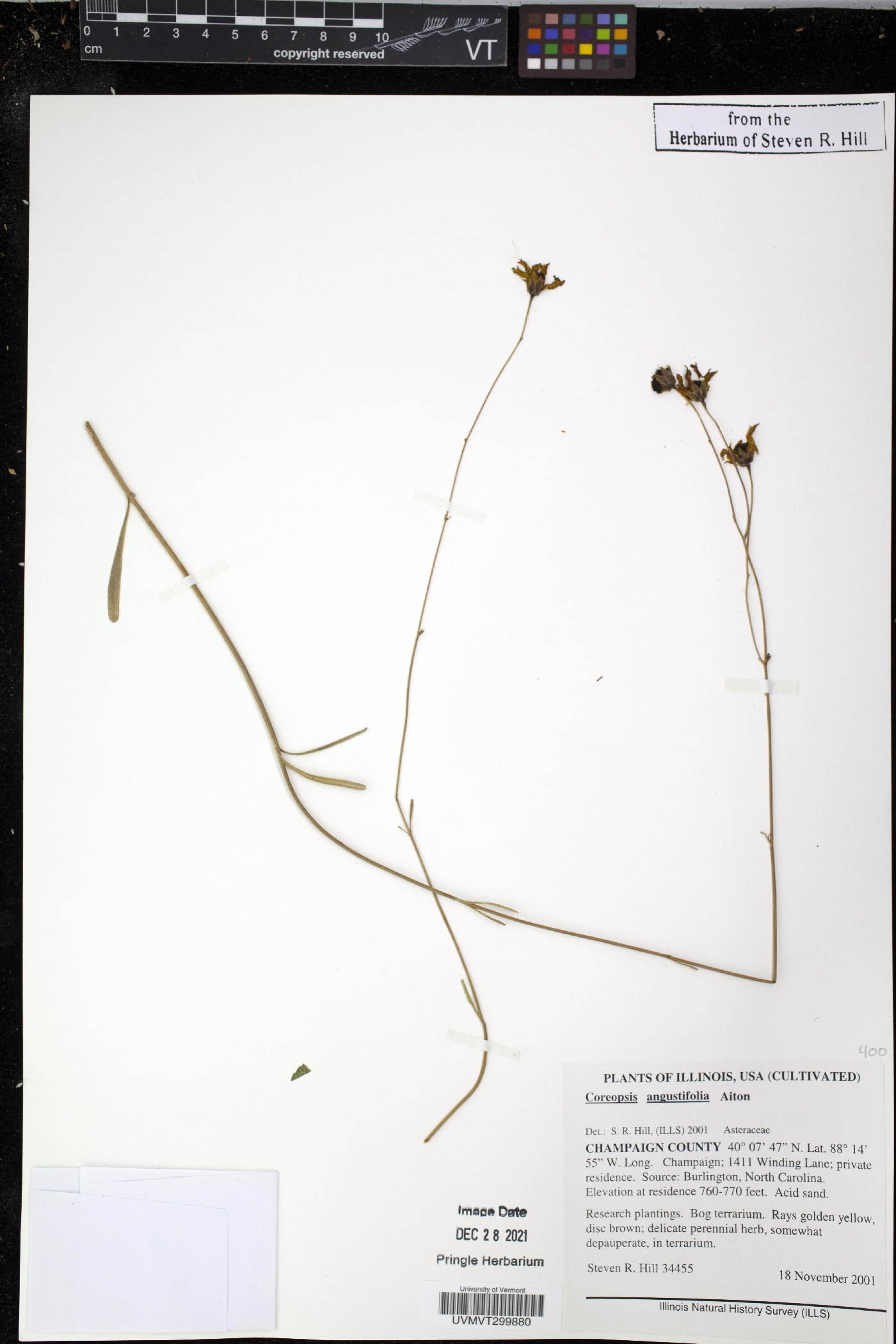 Coreopsis gladiata image