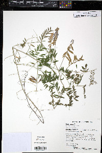 Vicia cracca image