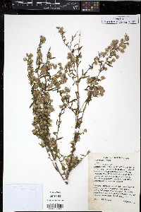 Aster fragilis image