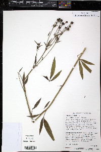 Coreopsis tripteris image
