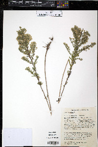 Symphyotrichum ericoides image