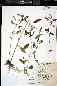 Elsholtzia ciliata image