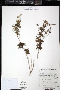 Geranium sanguineum image